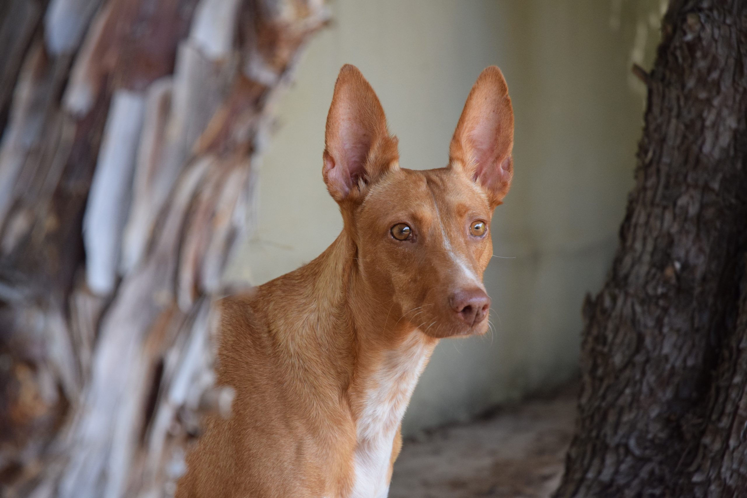 Portrait photographique d'Astro, l'un des premiers chiens des créateurs de Chiens Magazine.